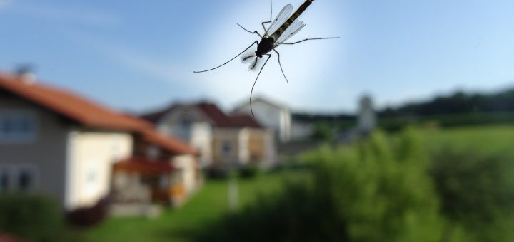 Insektensommer (1 von 11)