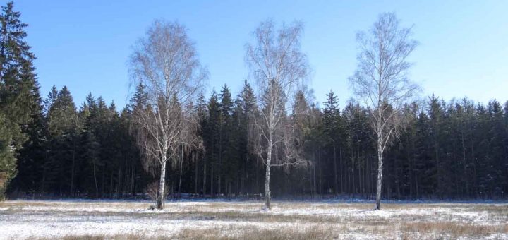 Drei weiße Birken (1 von 2)