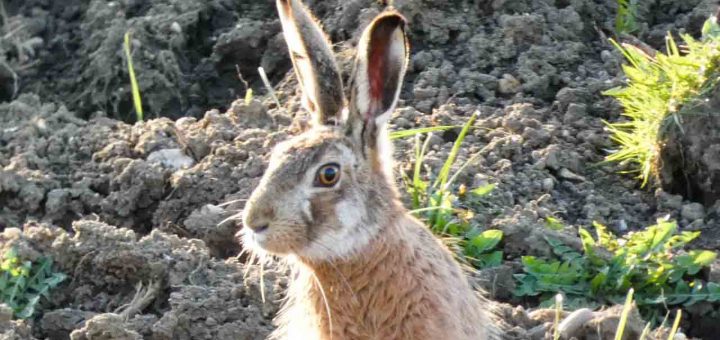 Gerauer Beobachtungen (4 von 8)