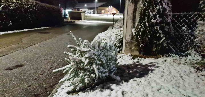 Weihnachtsbaum Entsorgung (1 von 1)