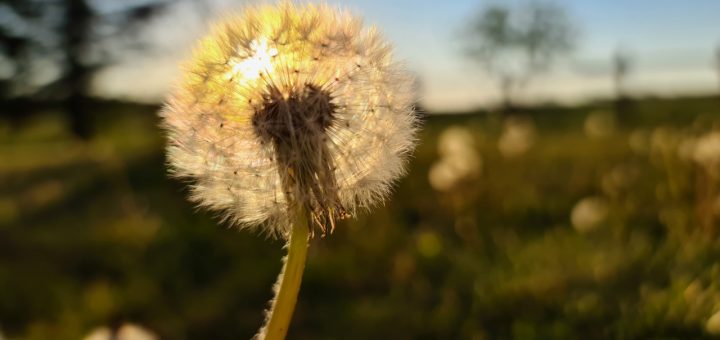 Pusteblume (1 von 1)