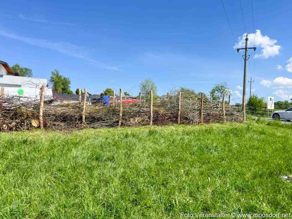 Vs baumpflanz aktion (30 von 31)