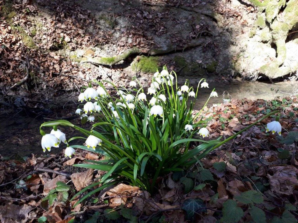 Schneeglöckchen MDL